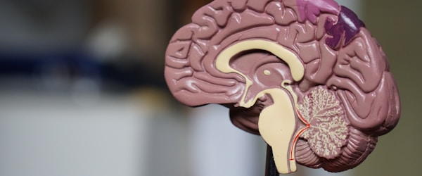 科学运动类型偏好与全球健康趋势分析数据报告